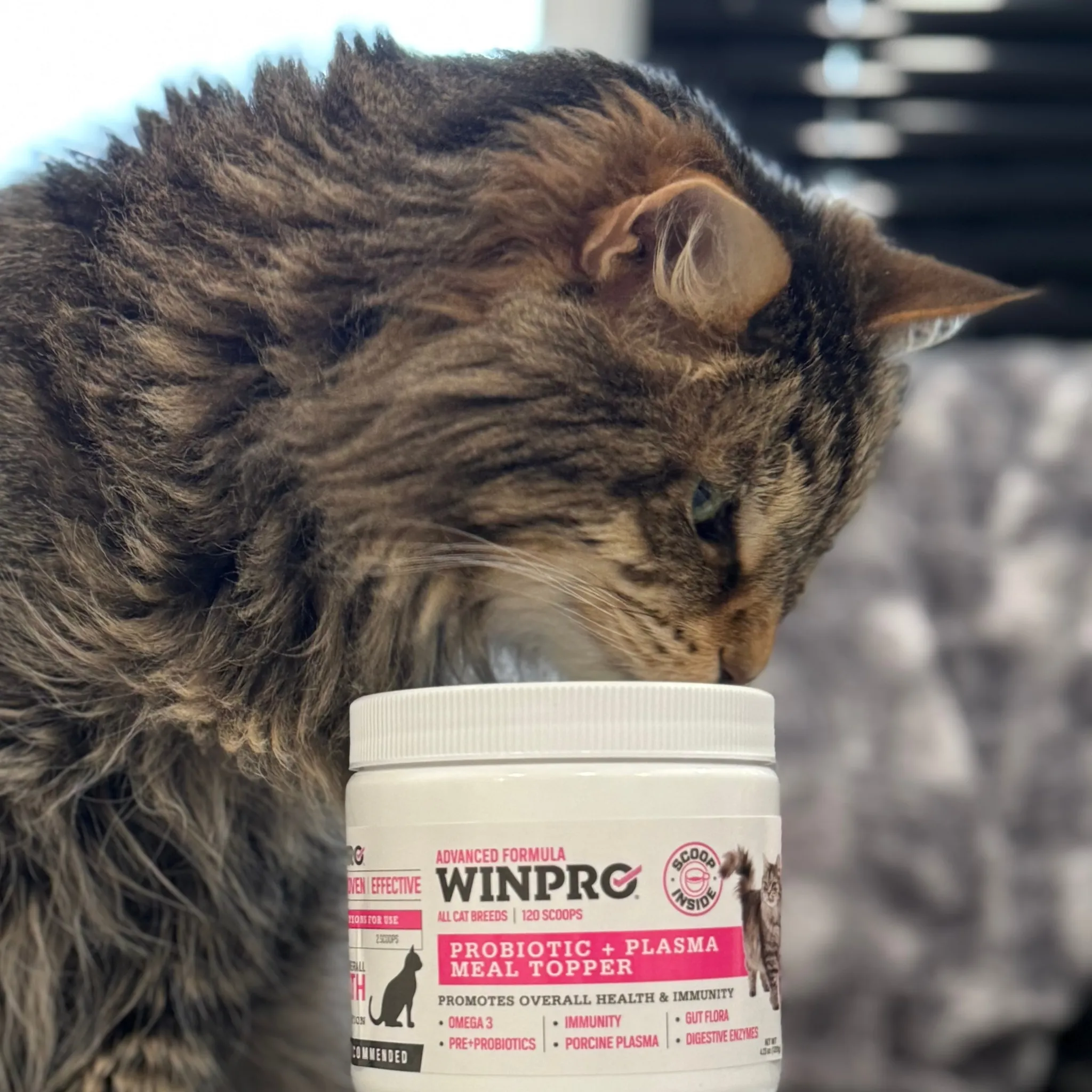 Cat Probiotic   Plasma Meal Topper